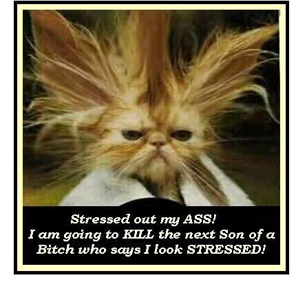 kittystress.jpg